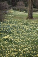 Wild daffodils, Narcissus pseudonarcissus, at Perrycroft, Herefordshire in March