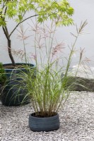 Miscanthus sinensis, Acer palmatum, in containers in small courtyard.  RHS Chelsea Flower Show 2021, A Tranquil Space in the City