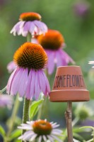 Upturned clay pot being used as a label for coneflower.