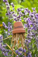 Lavandula angustifolia and an upturned clay pot label filled with straw being used as a small bug shelter.