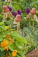 Upturned pot labels filled with straw used as a simple bug shelters or an earwig traps in bed with nasturtium, thyme and Allium sphaerocephalon.
