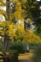 Yellow autumn foliage on a Gingko biloba tree in the Italian Garden at Chiswick House and Garden.