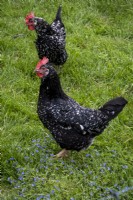 Free range Ancona Chickens on garden lawn