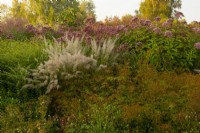 An autumn border of Aruncus dioicus - Goat's Beard, Calamagrostis brachytricha and Eupatorium purpureum 'Maculatum' - Joe Pye weed - in the Millennium Garden at Pensthorpe Natural Park.