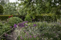 Gladiolus communis subsp. byzantinus, Allium 'Purple Sensation' and Anthriscus 'Ravenswing' in cottage garden border