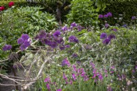 Gladiolus communis subsp. byzantinus, Allium 'Purple Sensation' and Anthriscus 'Ravenswing'