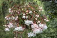 Begonia 'Illumination White Sparkle'