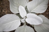 Senecio candidans Angel Wings syn. 'Senaw' - Shining-white ragwort