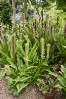 A bed of eucomis including Eucomis comosa and E. bicolor in August