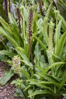 Bed of eucomis in August including E. comosa and E. bicolor