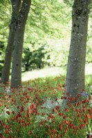 Tulipa sprengeri amongst forget-me-nots below an avenue of red oaks, Quercus rubra at the Old Rectory, Netherbury, Dorset in May