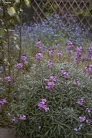 Erysimum 'Bowles' Mauve' with Forget-Me-Nots in background. Early summer.