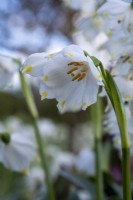 Leucojum vernum, Spring Snowflake
