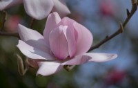 Magnolia campbellii flowering in March