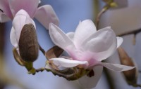 Magnolia 'Milky Way' a pale pink and white magnolia flowering in March