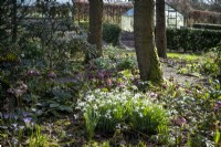 Galanthus 'S. Arnott' amongst Hellebores in spring bulbs bed