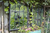 Mirrors can add light and interest to an otherwise drab fenced end of a cottage garden, reflecting light and colour. Combe Cottage garden. NGS garden. July. Summer.