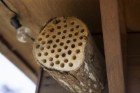 A home made bee hotel, set in the rafters of a summer house, attracts solitary bees.