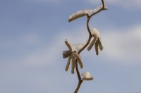 A close up image of a twisted hazel Corylus avellana 'Contorta' branch with yellow catkins and a light dusting of snow against a blue winter sky
