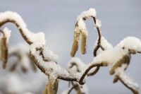 A close up image of a twisted hazel Corylus avellana 'Contorta' branch with yellow catkins and a light dusting of snow against a pale blue winter sky