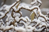 A close up image of a twisted hazel Corylus avellana 'Contorta' branch with yellow catkins and a A branch of a twisted hazel with yellow catkins and a light dusting of snow  