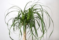 Indoor plant - Beaucarnea guatemalensis - yucca, pictured against a white wall. 