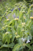 Phlomis russeliana in June