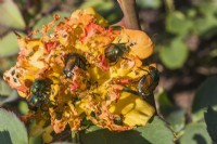 Popillia japonica - Japanese Beetle eating the petals of a Rosa - Rose flower in summer, Quebec, Canada - August