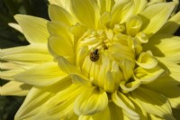 Dahlia' 'Maks Marshall' with Coleoptera - Ladybug in summer - August