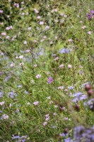 Althaea cannabina surrounded by asters and Molinia 'Transparent' in August