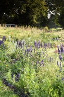 New areas of planting including Agastache 'Blackadder' at Highfield Farm in August.