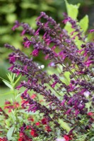 Salvia Love and Wishes = 'Serendip6' in August