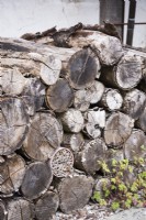 A pile of rotting logs with bug hotel in June