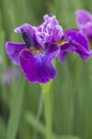 Iris siberica 'Roaring Jelly'