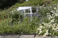 An old conservatory has been repurposed to make a summerhouse/greenhouse amongst prolific cottage garden style planting including ox-eye daisy, borage and forget-me-not. Derrydown, an NGS garden. July. Summer. 