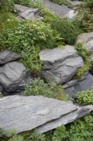 Trifolium pratense, geranium, Matricaria chamomilla and Fragaria vesca - Wild Strawberry, planted around large grey mica quartzite rocks. 