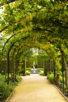 An arched Pergola and walkway covered with Laburnum anagyroides - Common Laburnum in the Queen's Garden at Kew Gardens
