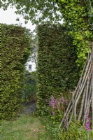 Tree branches cut for use in garden, against Yew hedge with access gap