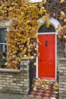 Parthenocissus tricuspidata - Boston ivy - trained on front of Victorian house. November