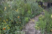 Rough gravel path through naturalistic planting of Helenium 'El Dorado', Kniphofia 'Tawny King', crocosmia, Astrantia 'Large White', Salvia uliginosa and mixed grasses.