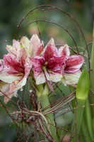 Hippeastrum Galaxy Group 'Tosca' with supporting twig framework