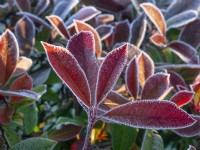 Photinia x fraseri 'Robusta' leaves on a frosty morning Mid January Norfolk