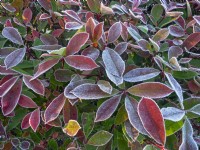 Photinia x fraseri 'Robusta' leaves on a frosty morning Mid January Norfolk