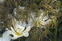 Tulipa 'Exotic Emperor' under Acer palmatum
