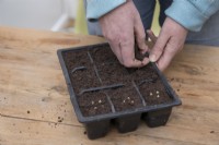 Multi-sowing Beetroot 'Alto' in modules
