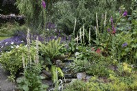 Verbascum olympicum amongst planting around water cascade at North Cottage, Whittington, Staffordshire - July