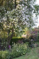 View of garden in summer with herbaceous borders and Rosa 'Paul's Himalayan Musk' rambling on tree support. 
