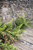 Decking path edged with ferns, persicaria and grasses at College Barn, Somerset in July