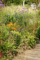 Border featuring Verbena bonariensis, heleniums, persicarias and grasses around clipped box in July