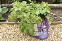 Solanum tuberosum  'Sharpe's Express'  First early potato growing in old plastic compost bag  July
